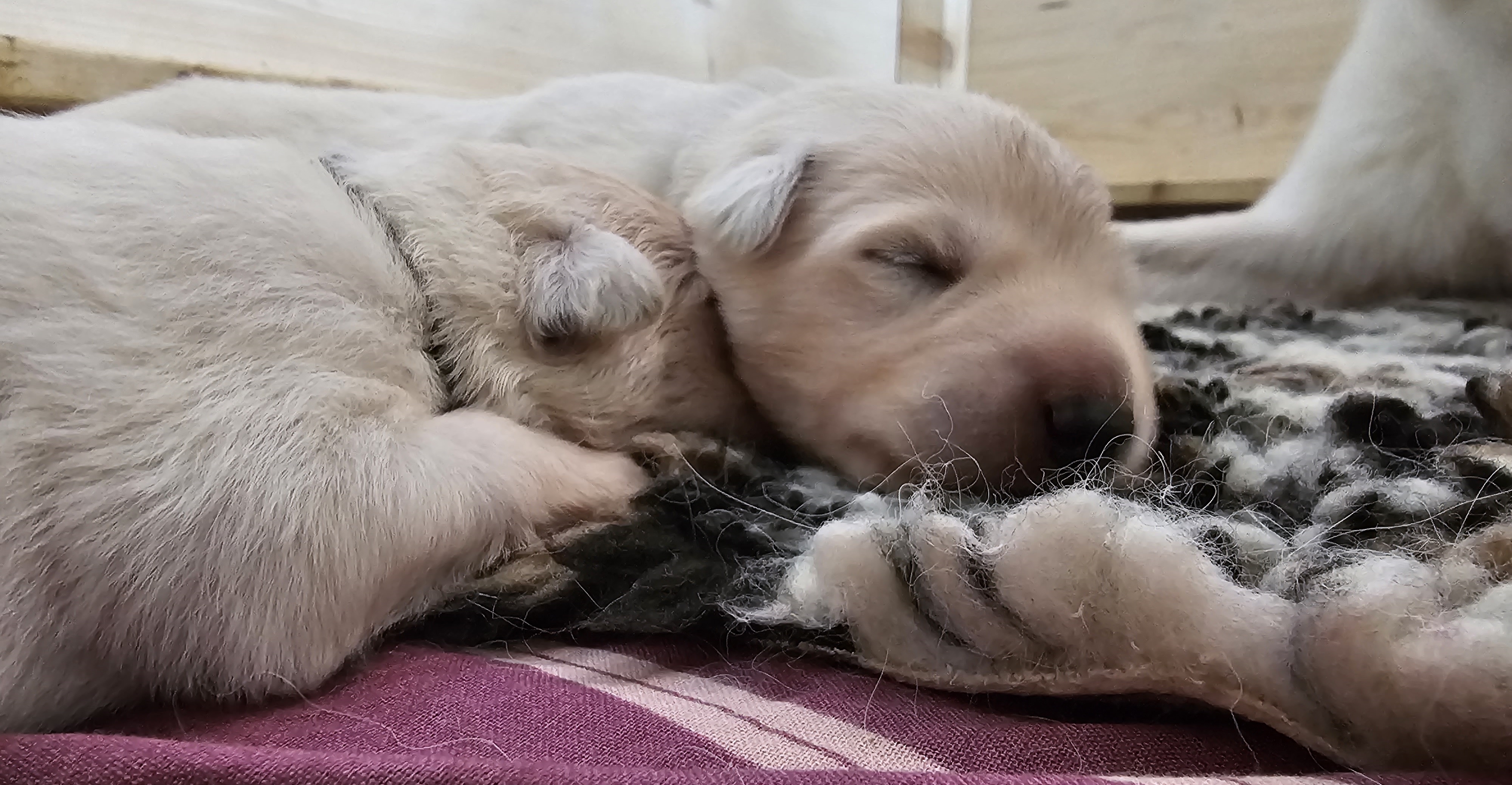 Weisser Schäferhund Welpe 1 Woche alt